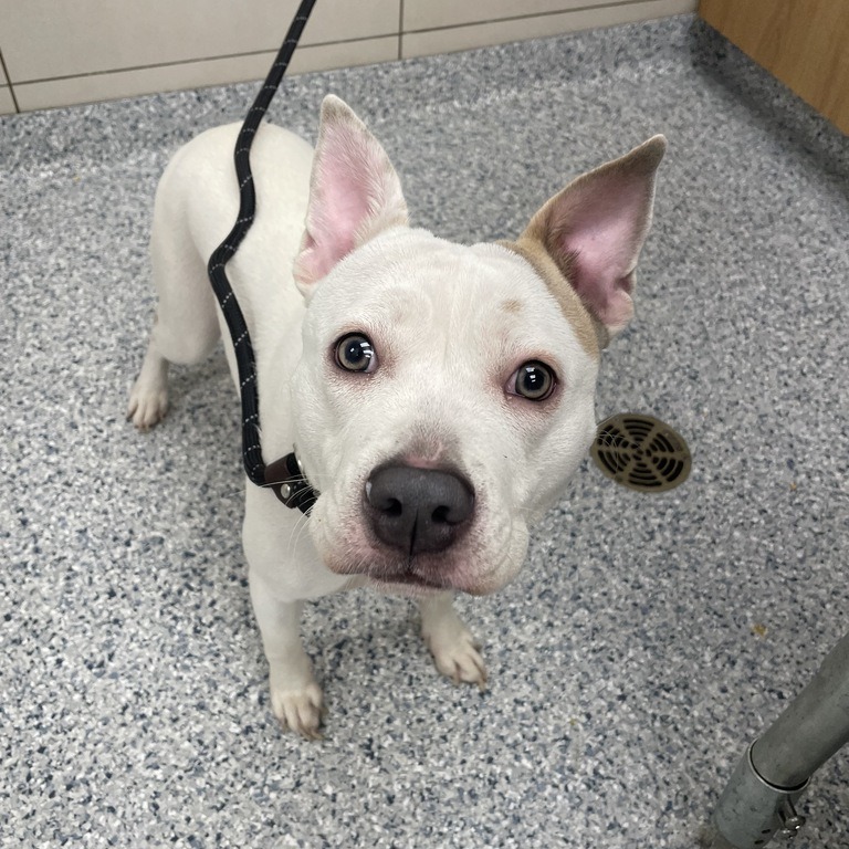 Shelter Stray Female Dog last seen , 157 W Grand Ave, Chicago, IL 60654, USA