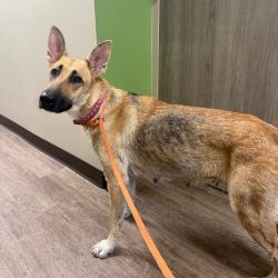 Shelter Stray Female Dog last seen , 1109 Moore Ave, Portland, TX 78374, USA