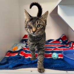 Shelter Stray Male Cat last seen , 8020 Washington St, Port Richey, FL 34668, USA