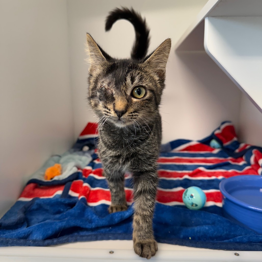 Shelter Stray Male Cat last seen , 8020 Washington St, Port Richey, FL 34668, USA