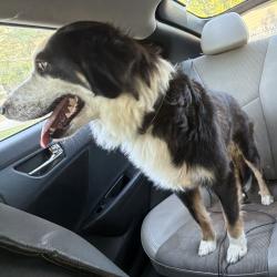 Shelter Stray Female Dog last seen , 980 Guilford College Rd, Greensboro, NC 27409, USA
