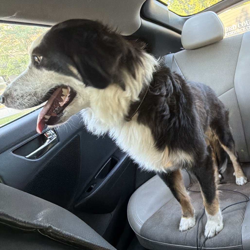 Shelter Stray Female Dog last seen , 980 Guilford College Rd, Greensboro, NC 27409, USA