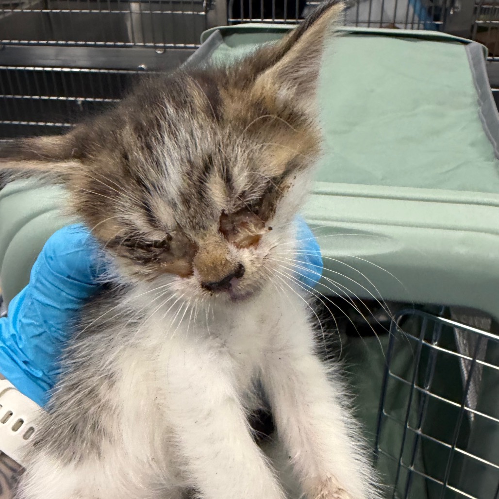 Shelter Stray Female Cat last seen , 980 Guilford College Rd, Greensboro, NC 27409, USA
