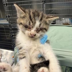 Shelter Stray Female Cat last seen , 980 Guilford College Rd, Greensboro, NC 27409, USA