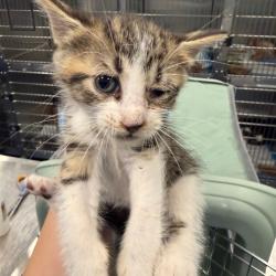 Shelter Stray Female Cat last seen , 980 Guilford College Rd, Greensboro, NC 27409, USA