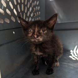 Shelter Stray Female Cat last seen , 980 Guilford College Rd, Greensboro, NC 27409, USA