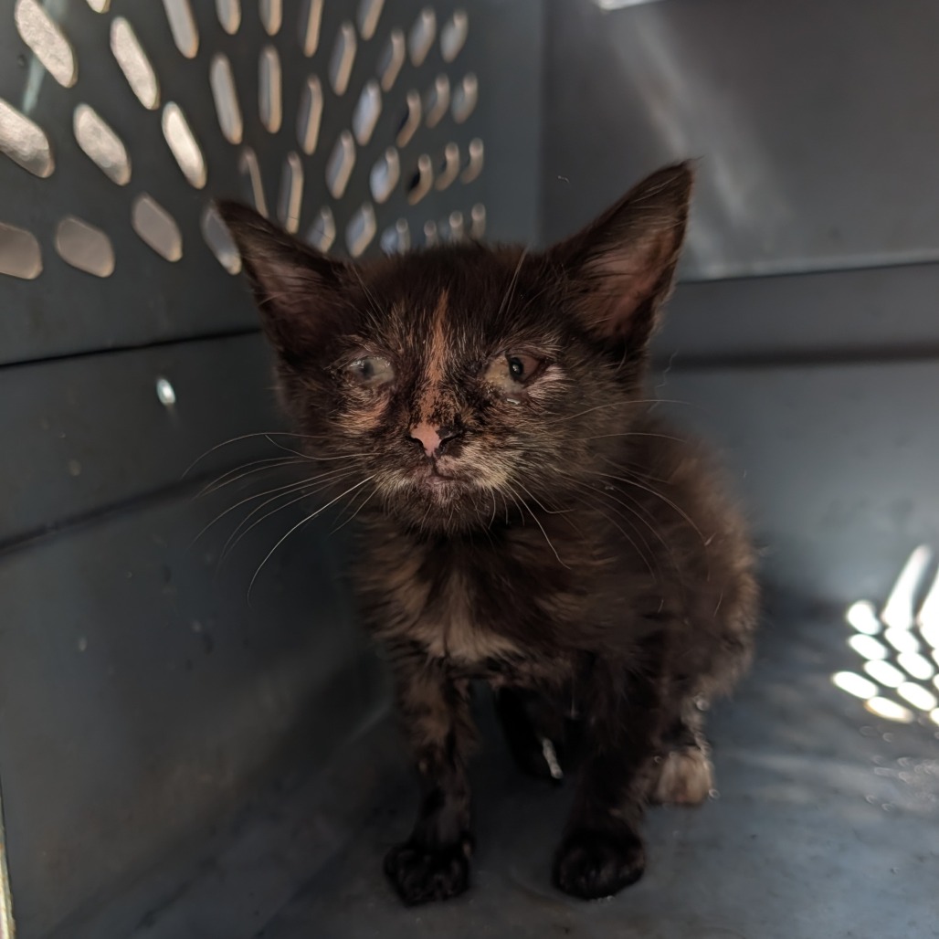 Shelter Stray Female Cat last seen , 980 Guilford College Rd, Greensboro, NC 27409, USA