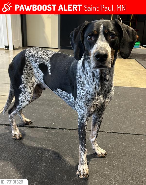 Lost Male Dog last seen Bush Ave and Atlantic street, Saint Paul, Saint Paul, MN 55106