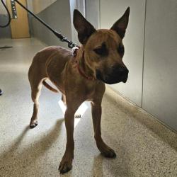 Shelter Stray Male Dog last seen , 8464 Beach Blvd, Jacksonville, FL 32216, USA