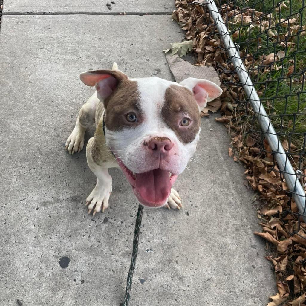 Shelter Stray Male Dog last seen , Animal Care & Control Team of Philly, 111 W Hunting Park Ave, Philadelphia, PA 19140, USA