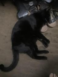 Reunited Male Cat last seen 60th near Circle K, Huntington Park, CA 90255