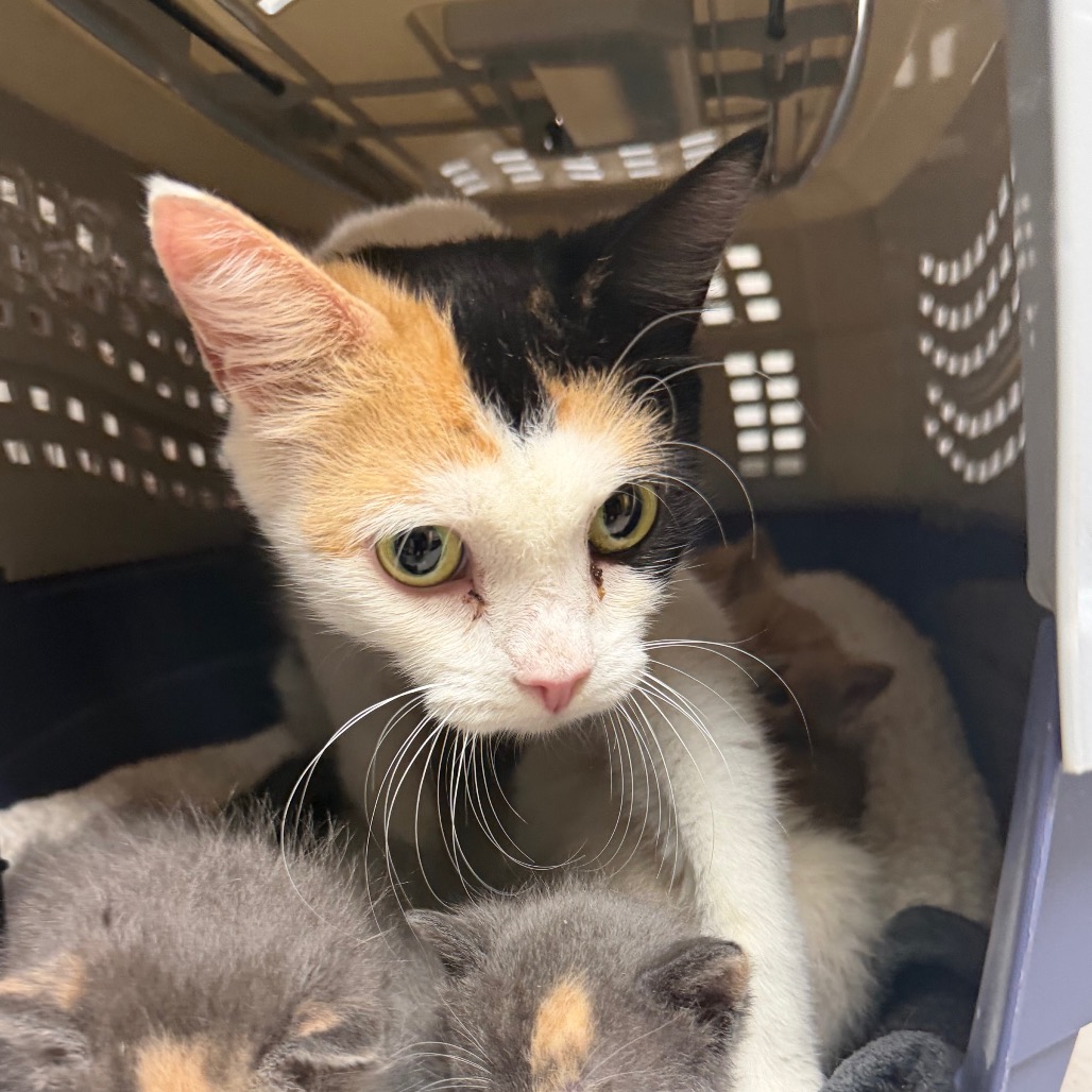 Shelter Stray Female Cat last seen , Animal Care & Control Team of Philly, 111 W Hunting Park Ave, Philadelphia, PA 19140, USA