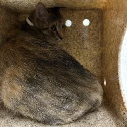 Shelter Stray Female Cat last seen , Animal Care & Control Team of Philly, 111 W Hunting Park Ave, Philadelphia, PA 19140, USA