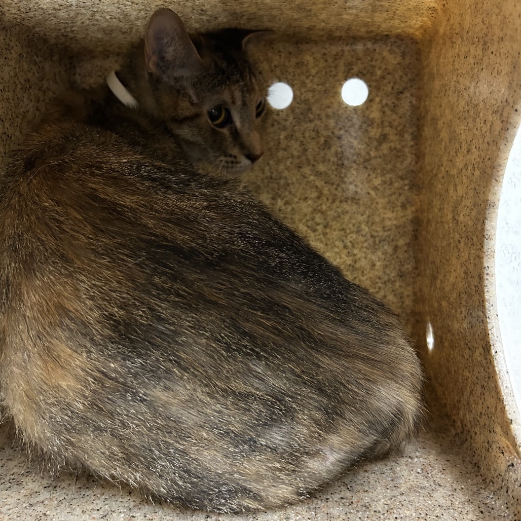 Shelter Stray Female Cat last seen , Animal Care & Control Team of Philly, 111 W Hunting Park Ave, Philadelphia, PA 19140, USA