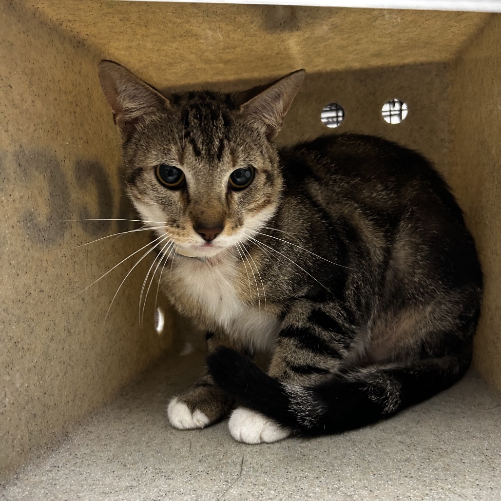 Shelter Stray Male Cat last seen , Animal Care & Control Team of Philly, 111 W Hunting Park Ave, Philadelphia, PA 19140, USA