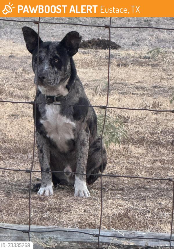 Found/Stray Male Dog last seen County Road 2854, Eustace, TX 75124