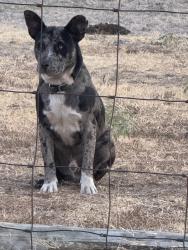 Found/Stray Male Dog last seen County Road 2854, Eustace, TX 75124