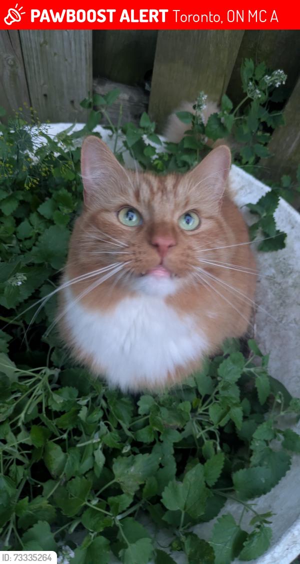 Lost Male Cat last seen Foxden Rd and Wren Crt, Toronto, ON M3C 2A9