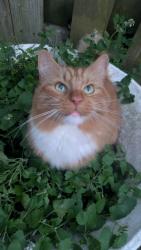 Lost Male Cat last seen Foxden Rd and Wren Crt, Toronto, ON M3C 2A9