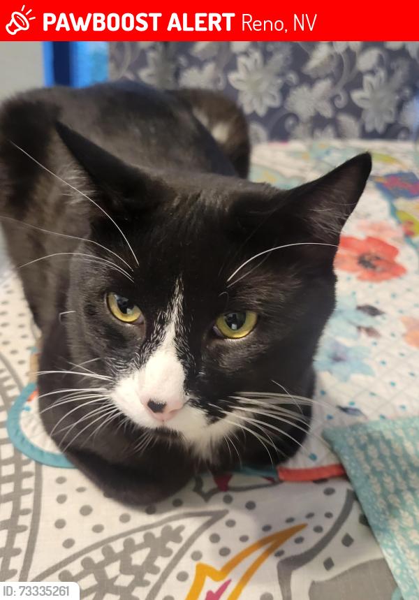 Lost Male Cat last seen The Commons - Petsmart parking lot, next to Total Wine, Neil Rd. And S. Virginia, Reno, NV 89511