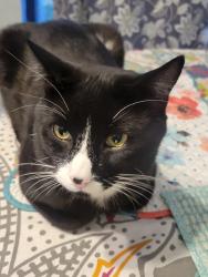 Lost Male Cat last seen The Commons - Petsmart parking lot, next to Total Wine, Neil Rd. And S. Virginia, Reno, NV 89511