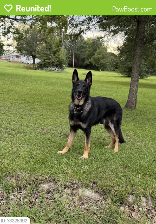 Reunited Male Dog last seen Meadowbrook near church street, Greenville, NC 27834