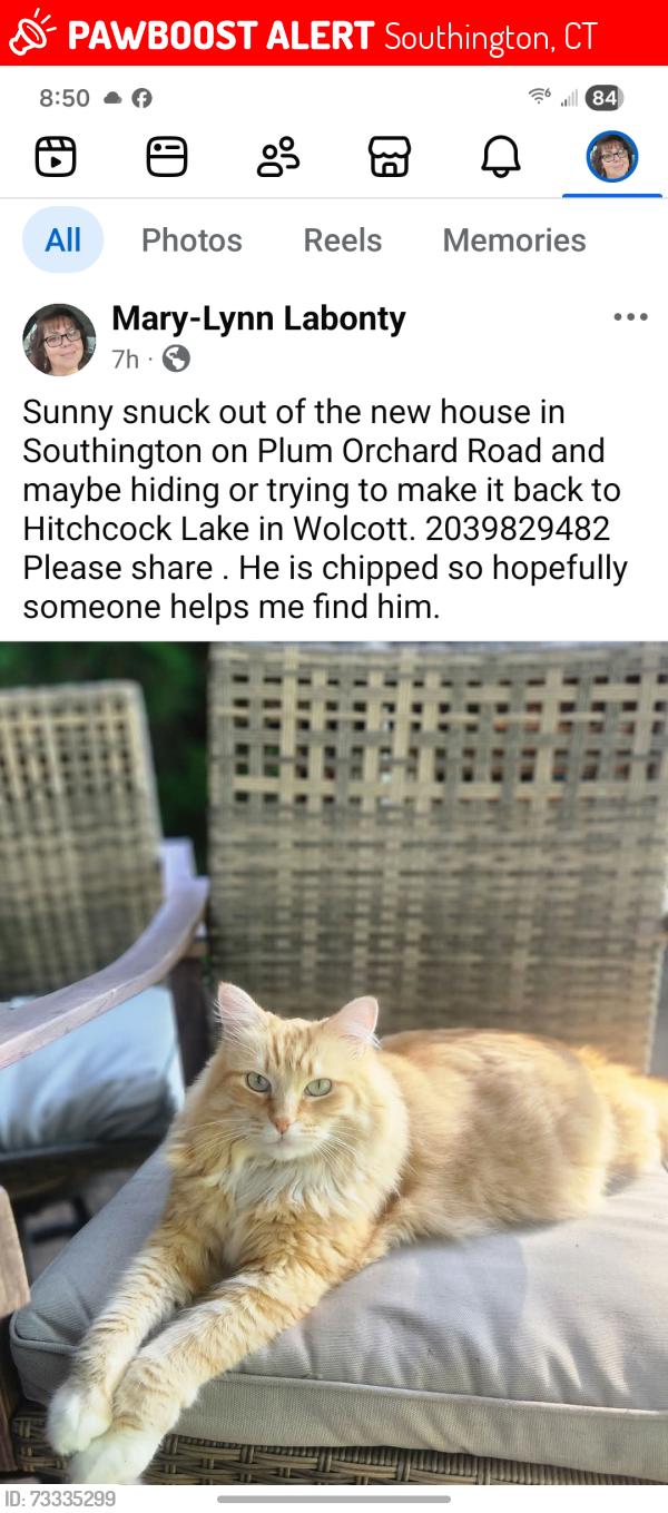 Lost Male Cat last seen Southington maybe heading to Wolcott, Southington, CT 06489