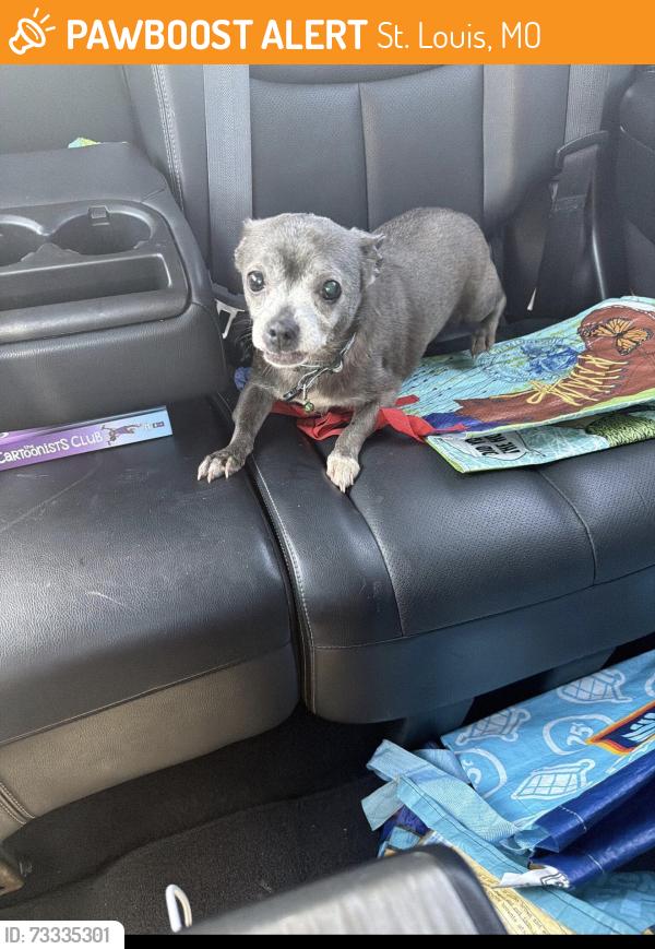 Found/Stray Female Dog last seen Walsh and Tennessee in the alley, St. Louis, MO 63111