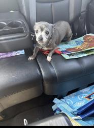 Found/Stray Female Dog last seen Walsh and Tennessee in the alley, St. Louis, MO 63111