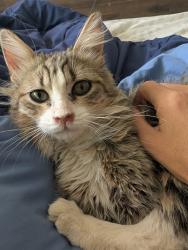 Found/Stray Male Cat last seen Near Columbia Middle School, Adelanto, CA 92301
