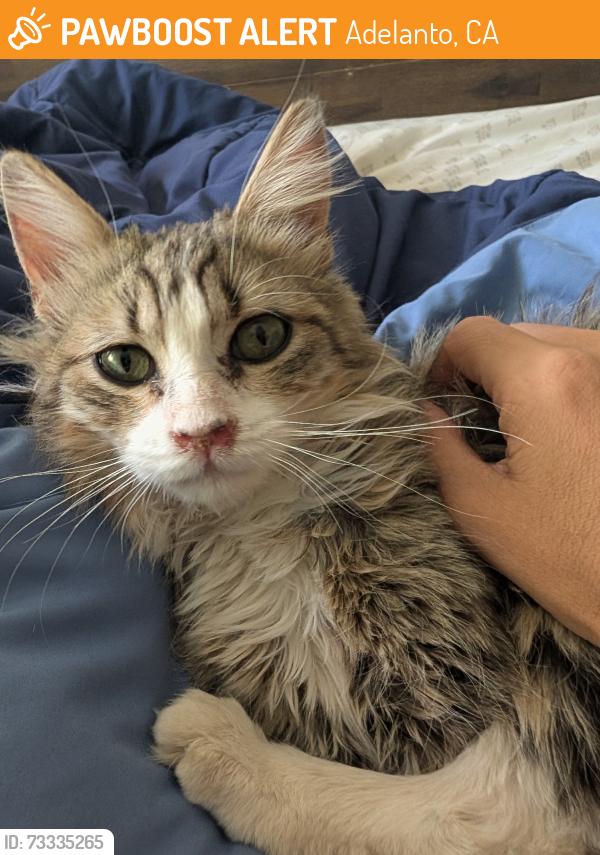 Found/Stray Male Cat last seen Near Columbia Middle School, Adelanto, CA 92301