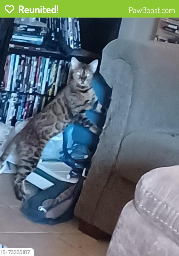 Reunited Female Cat last seen Delmar St, Longview, TX, Longview, TX 75604