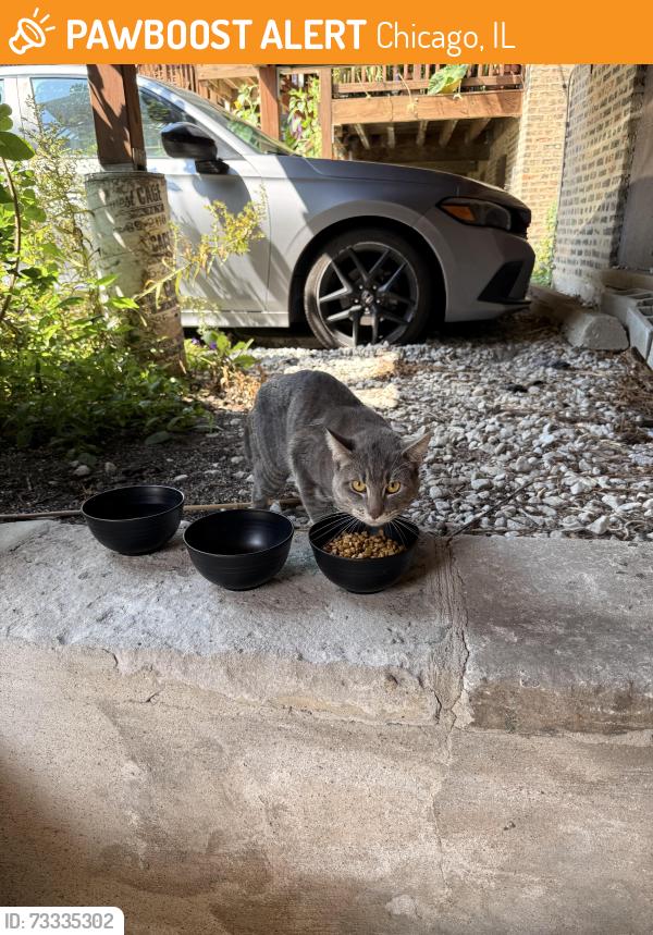 Found/Stray Unknown Cat last seen Berwyn in Winthrop, Chicago, IL 60640