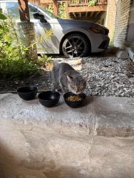 Found/Stray Unknown Cat last seen Berwyn in Winthrop, Chicago, IL 60640