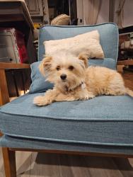 Lost Male Dog last seen Fair oak, Somerset, TX 78069