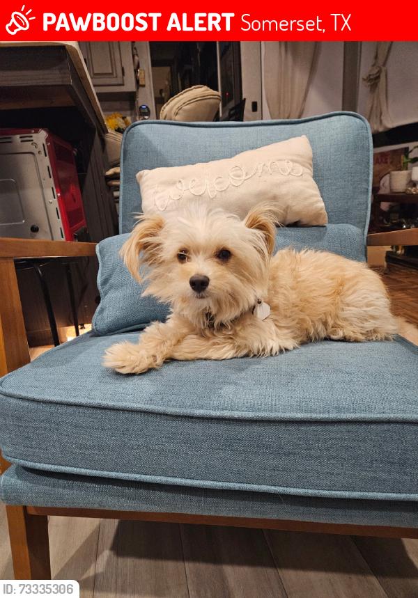 Lost Male Dog last seen Fair oak, Somerset, TX 78069
