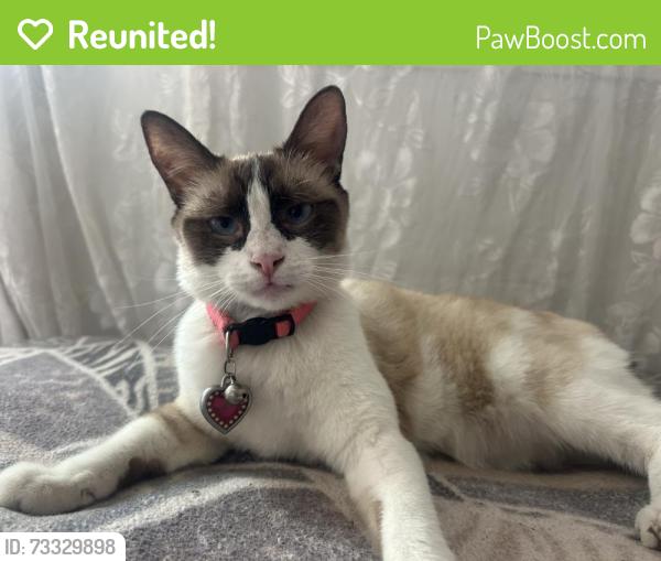 Reunited Female Cat last seen Grand and Dorset, Pomona, CA 91766
