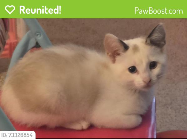 Reunited Female Cat last seen Town creek village apmts, Lenoir City, TN 37771