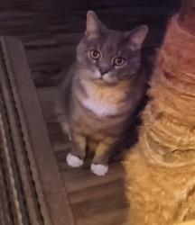 Lost Male Cat last seen Crandall Church, Johnson County, TN 37688