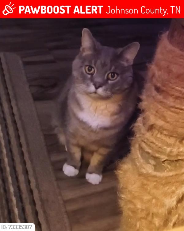Lost Male Cat last seen Crandall Church, Johnson County, TN 37688
