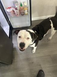 Found/Stray Female Dog last seen Redfox, Lathrop, CA 95330