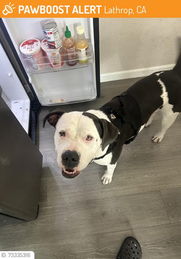 Found/Stray Female Dog last seen Redfox, Lathrop, CA 95330