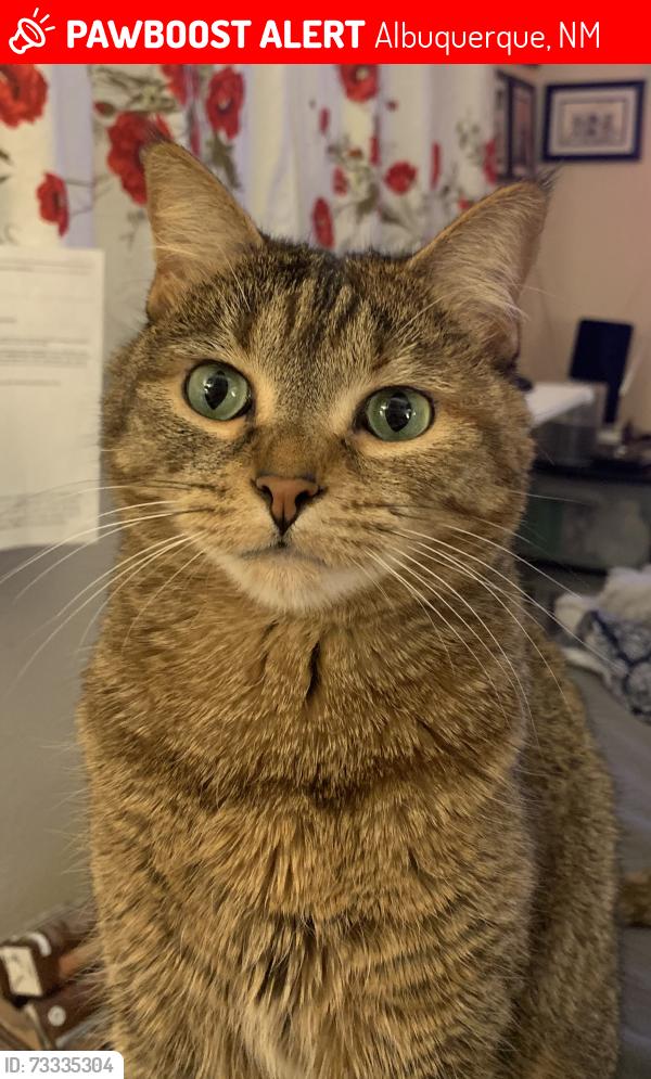 Lost Female Cat last seen Eubank and Constitution, Albuquerque, NM 87112