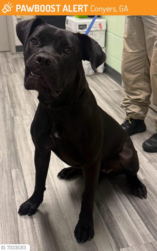 Found/Stray Unknown Dog last seen Located at Rockdale County Animal Service, 1506 Rockbridge Road, Conyers, GA 30012, Conyers, GA 30012