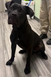 Found/Stray Unknown Dog last seen Located at Rockdale County Animal Service, 1506 Rockbridge Road, Conyers, GA 30012, Conyers, GA 30012