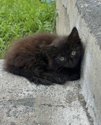 Lost Male Cat last seen Duke St, 39th Street, Roanoke, Chestnut, Newport News, VA 23607