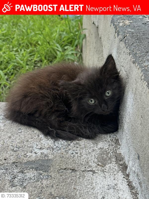 Lost Male Cat last seen Duke St, 39th Street, Roanoke, Chestnut, Newport News, VA 23607
