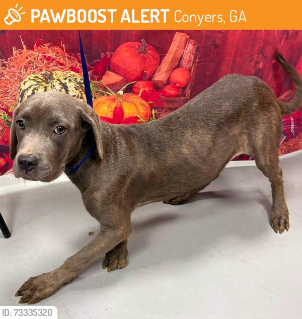 Found/Stray Unknown Dog last seen Located at Rockdale County Animal Service, 1506 Rockbridge Road, Conyers, GA 30012, Conyers, GA 30012