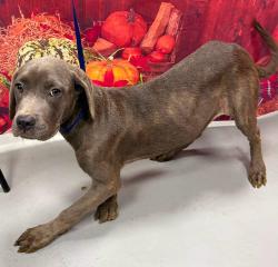 Found/Stray Unknown Dog last seen Located at Rockdale County Animal Service, 1506 Rockbridge Road, Conyers, GA 30012, Conyers, GA 30012