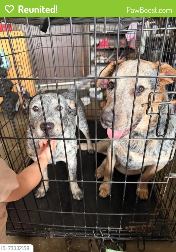 Reunited Female Dog last seen 35th and Jacksonville rd, Ocala, FL 34479
